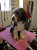 Streetly Dog Grooming Gallery: Image