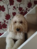Streetly Dog Grooming Gallery: Image