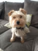 Streetly Dog Grooming Gallery: Image