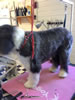 Streetly Dog Grooming Gallery: Image